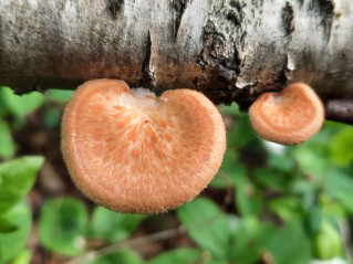 Neofavolus alveolaris