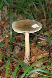 Amanita submembranacea