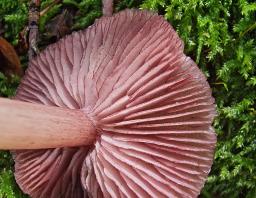 Mycena pelianthina