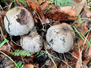 Coprinopsis romagnesiana