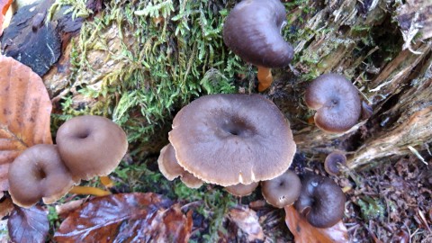 Craterellus tubaeformis