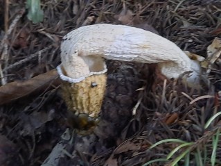 Phallus impudicus