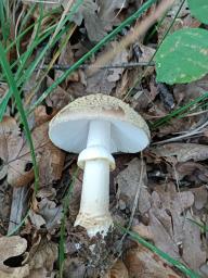 Amanita franchetii