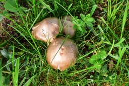 Entoloma clypeatum