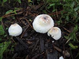 Leucoagaricus americanus