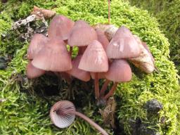 Mycena haematopus