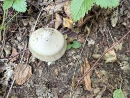 Amanita battarrae