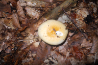 Russula solaris