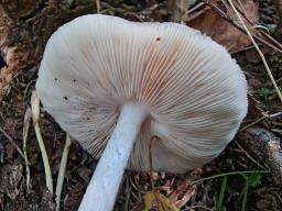 Pluteus petasatus