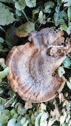 Ganoderma carnosum