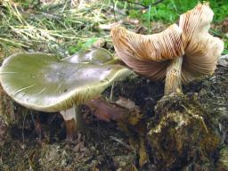 Pluteus cervinus