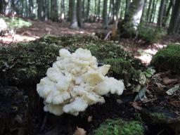 Hericium cirrhatum