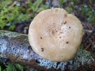 Polyporus tuberaster