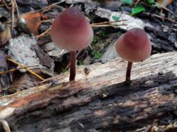 Mycena haematopus