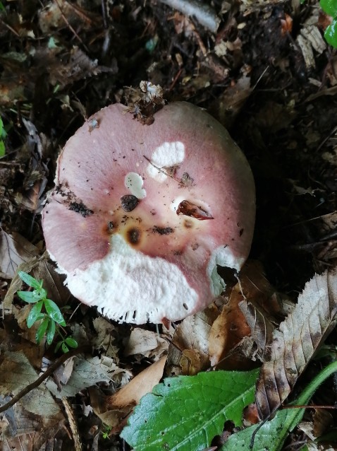 Russula vesca