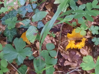 Cantharellus cibarius