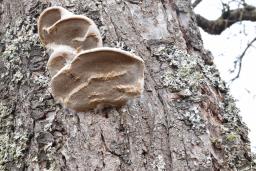 Phellinus pomaceus