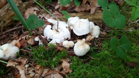 Albatrellus ovinus