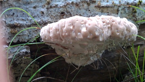 Fomitopsis pinicola