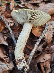 Tricholoma equestre