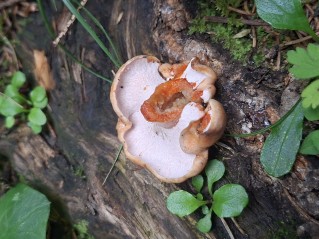 Hypomyces lateritius
