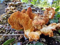 Hericium cirrhatum