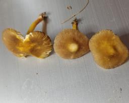 Pluteus vellingae
