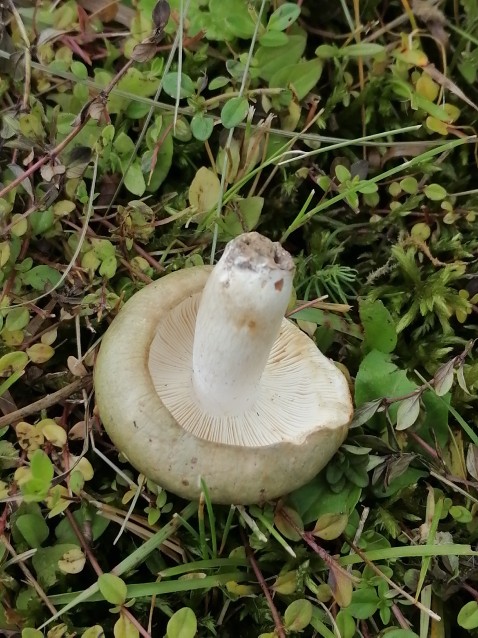 Russula aeruginea