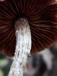 Cortinarius flexipes