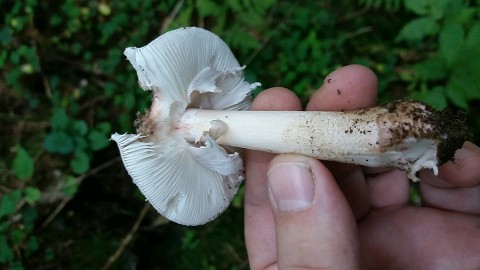 Amanita rubescens