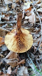 Paxillus involutus