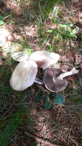 Agaricus sylvicola