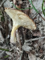 Suillus variegatus