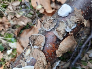 Schizophyllum commune