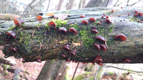 Auricularia auricula-judae