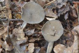 Helvella macropus