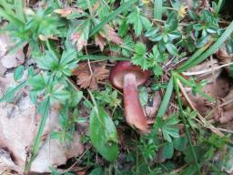Lactarius badiosanguineus