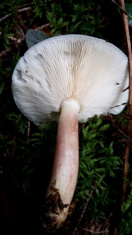 Tricholomopsis rutilans