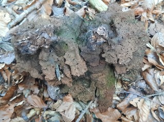 Phaeolus schweinitzii