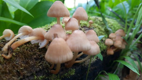 Mycena renati