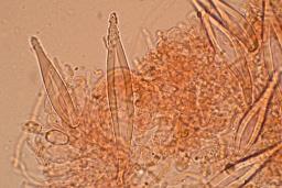 Hohenbuehelia petaloides