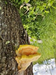 Laetiporus sulphureus