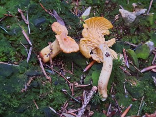 Cantharellus amethysteus