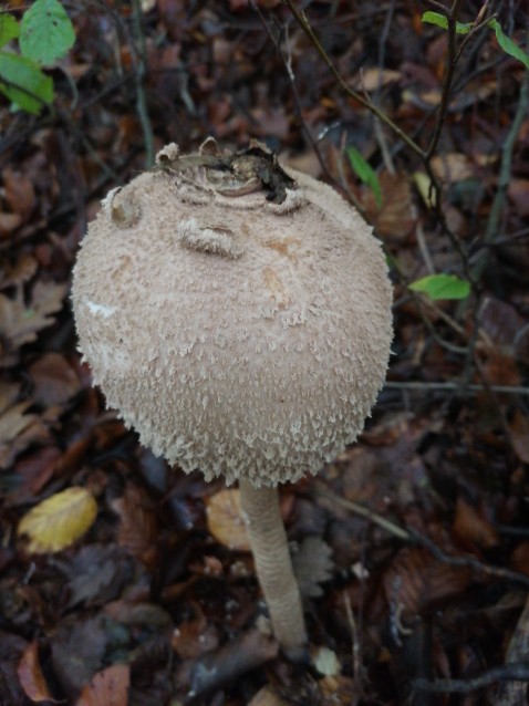 Macrolepiota procera