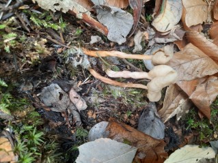 Helvella elastica