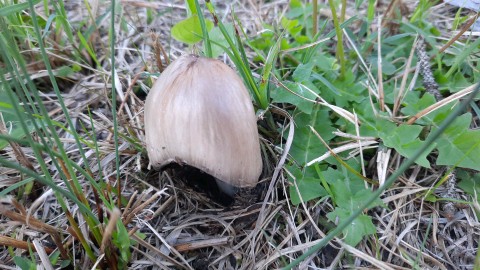 Coprinopsis atramentaria