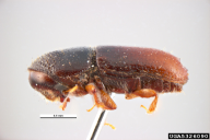 Pityogenes bidentatus