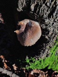 Pleurotus dryinus