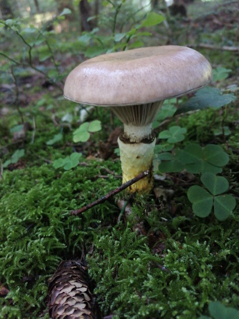 Gomphidius glutinosus