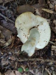 Russula aeruginea